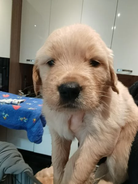 Cuccioli di Golden Retriever 