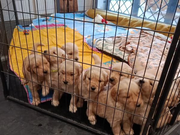 Cuccioli di Golden Retriever  | Foto 4