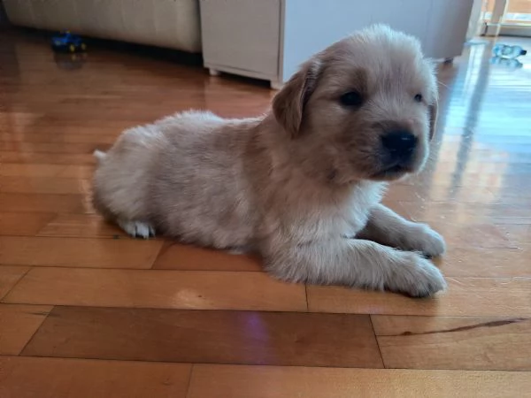 Cuccioli di Golden Retriever  | Foto 3