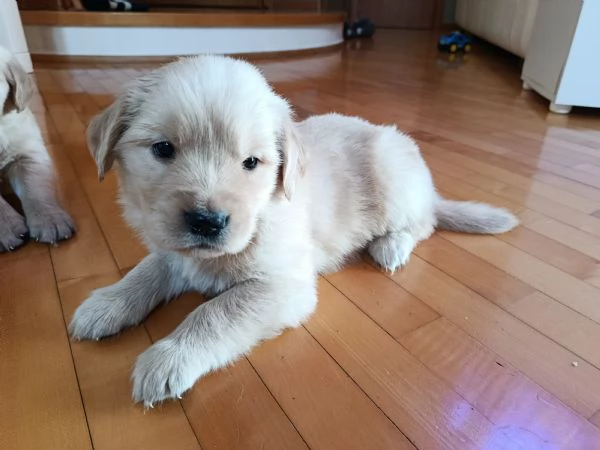 Cuccioli di Golden Retriever  | Foto 1