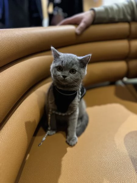 Gattino bellissimo British shorthair blu | Foto 1