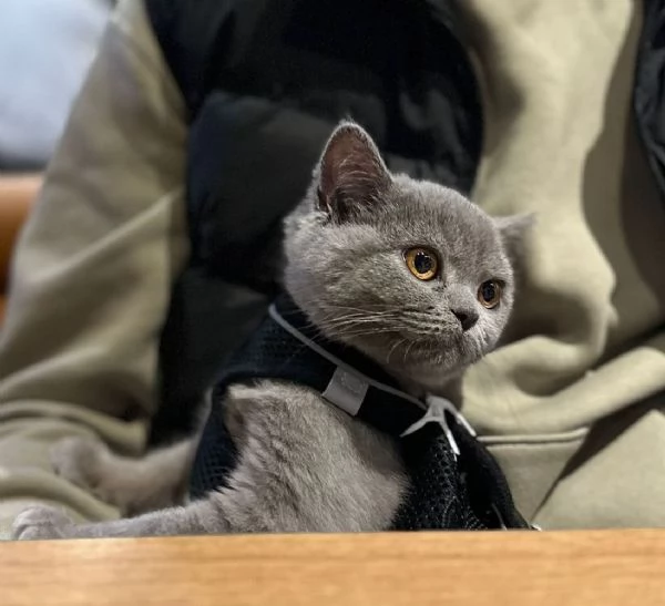 Gattino bellissimo British shorthair blu