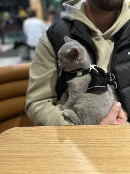 Gattino bellissimo British shorthair blu | Foto 0