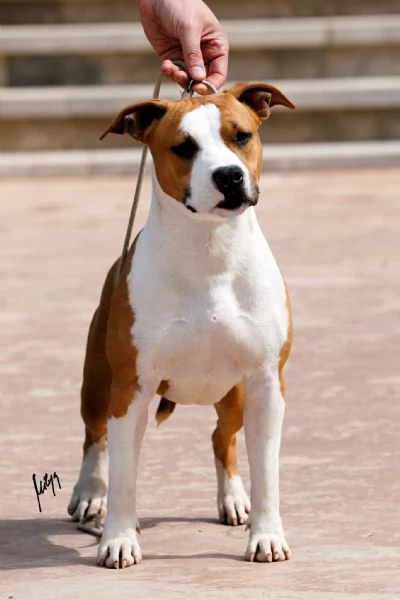 American Staffordshire Terrier – bellissimi cuccioli | Foto 6