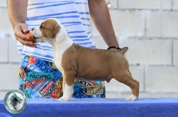 American Staffordshire Terrier – bellissimi cuccioli | Foto 4