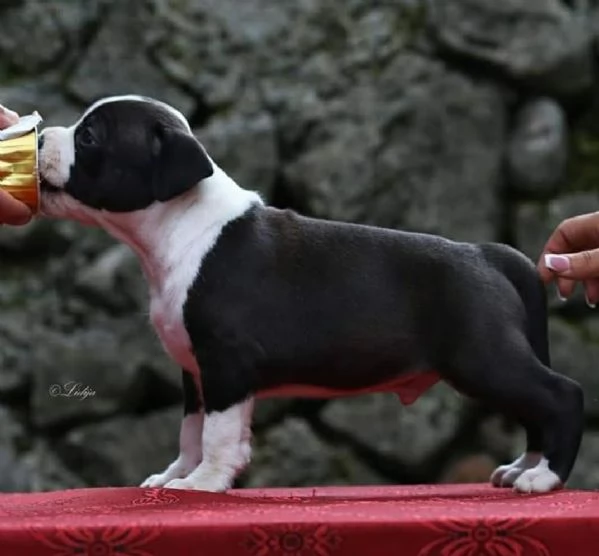 American Staffordshire Terrier – bellissimi cuccioli | Foto 3