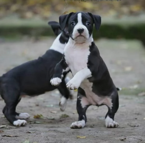 American Staffordshire Terrier – bellissimi cuccioli | Foto 2