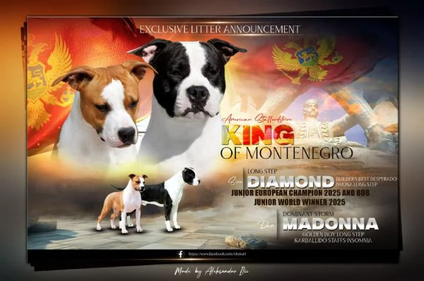 American Staffordshire Terrier – bellissimi cuccioli