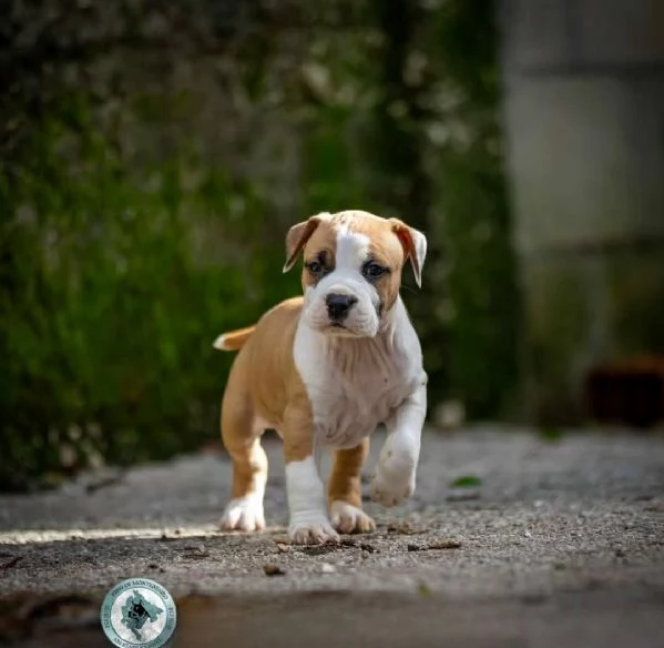 American Staffordshire Terrier – bellissimi cuccioli | Foto 1