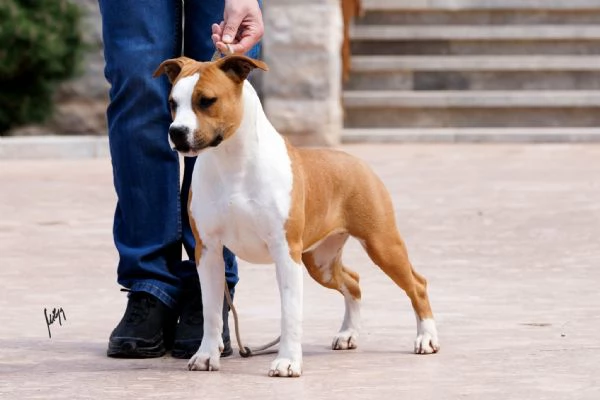 American Staffordshire Terrier – bellissimi cuccioli | Foto 0