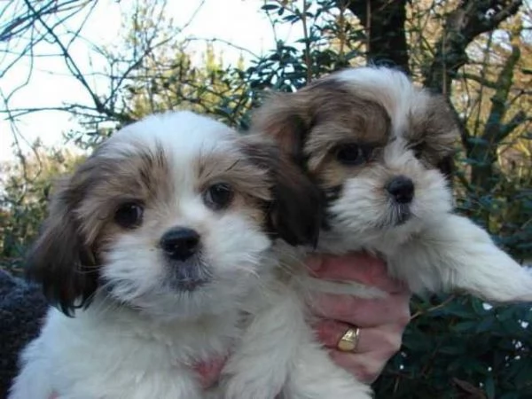 cuccioli 