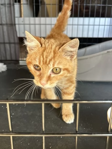 Strillo cerca casa. Solo adozioni responsabili.