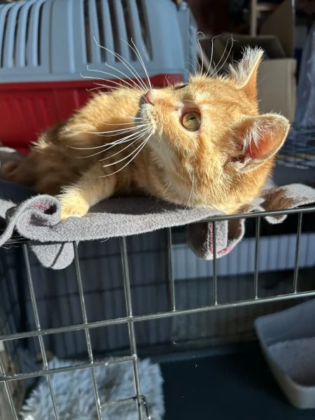 Strillo cerca casa. Solo adozioni responsabili. | Foto 3