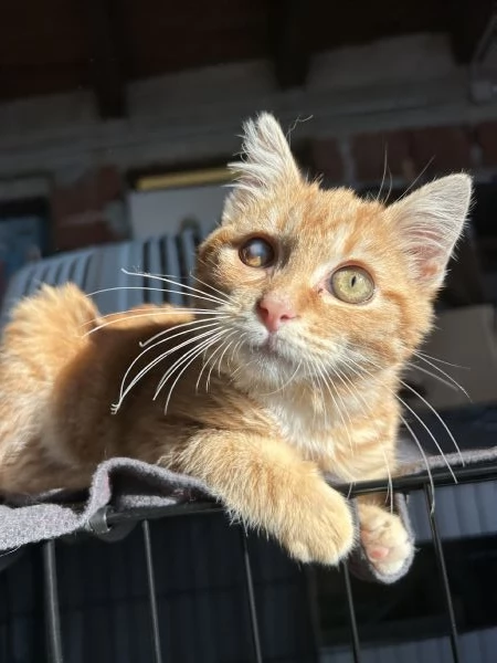 Strillo cerca casa. Solo adozioni responsabili. | Foto 1