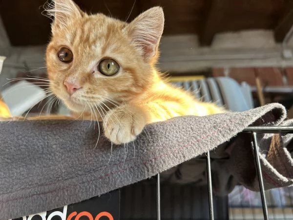 Strillo cerca casa. Solo adozioni responsabili. | Foto 0