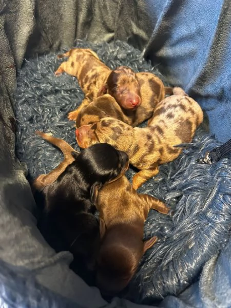 cuccioli Bassotto | Foto 1