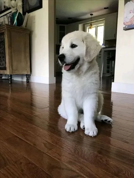 Cuccioli di golden retriever Bianchi | Foto 0