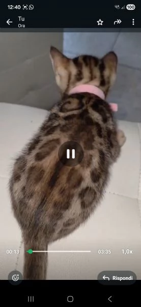 Gattini bengala. | Foto 3