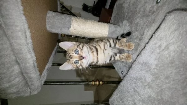 Gattini bengala. | Foto 2