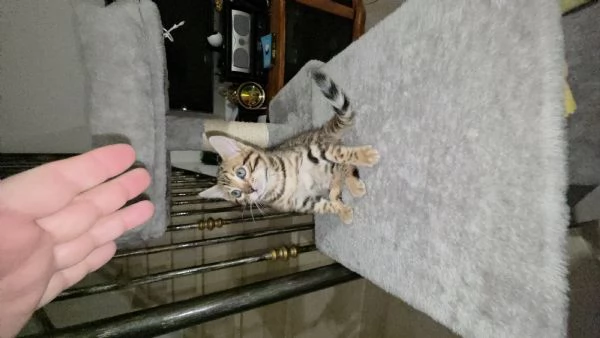 Gattini bengala. | Foto 1