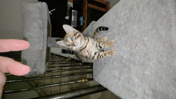 Gattini bengala. | Foto 0