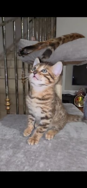 Gattini bengala  cell [hidden]