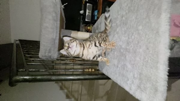 Gattini bengala  cell [hidden] | Foto 0