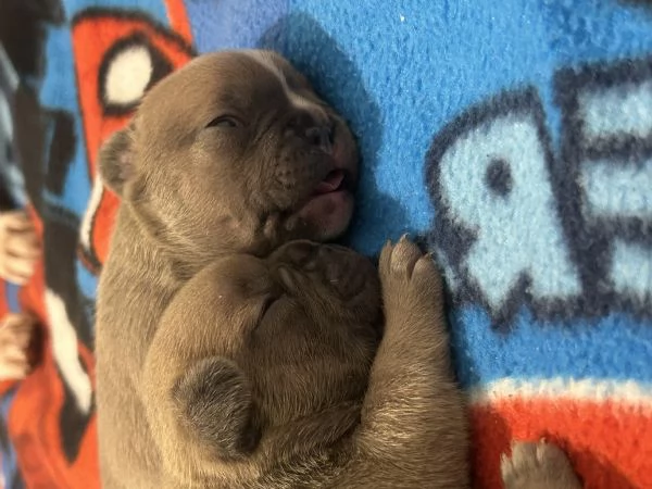 Cuccioli bulldog francese, maschi | Foto 2