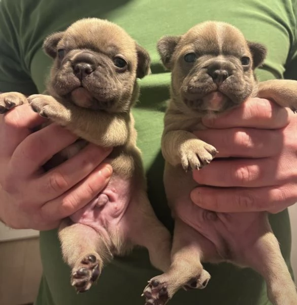 Cuccioli bulldog francese, maschi | Foto 0