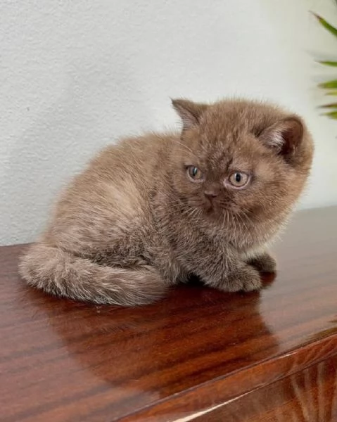 Abbiamo bellissimi gattini British Shorthair maschi e femmine 
