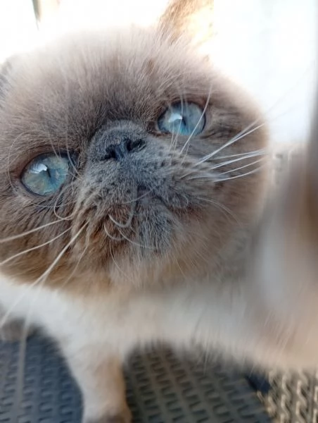 Exotic Shorthair  | Foto 1