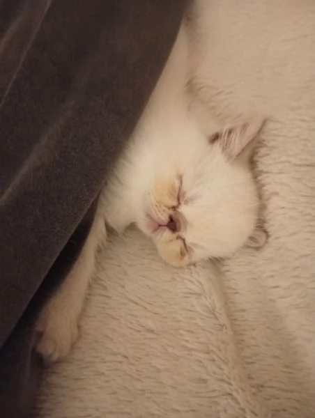 Exotic Shorthair  | Foto 4