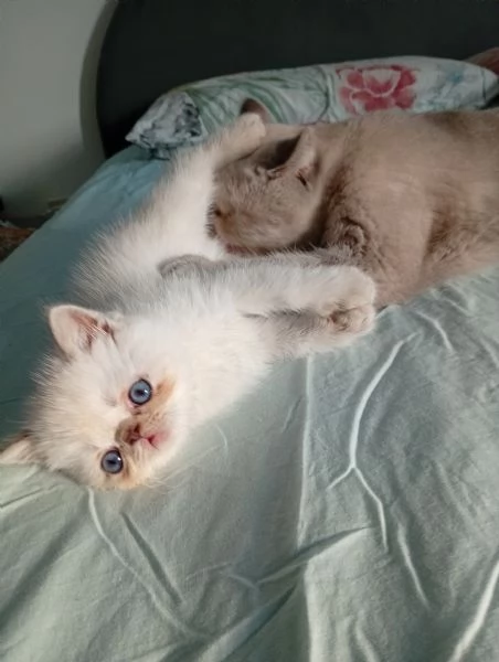 Exotic Shorthair  | Foto 1