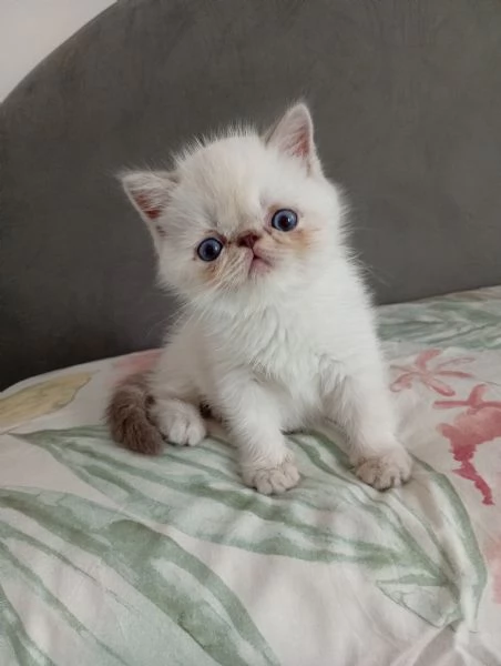 Exotic Shorthair  | Foto 0