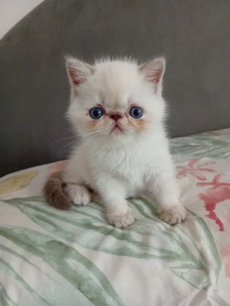 Exotic Shorthair 