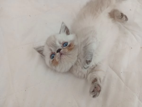 Exotic Shorthair  | Foto 0