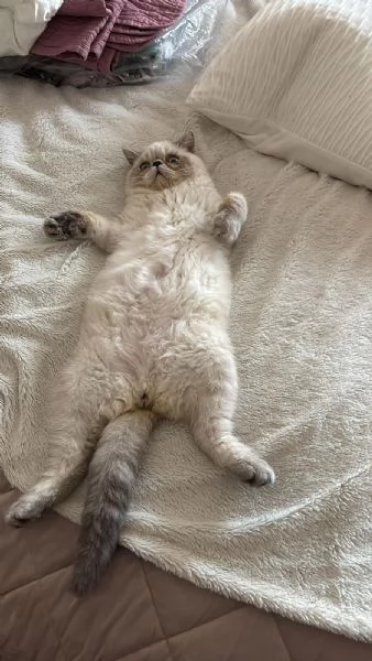 Exotic Shorthair  | Foto 0