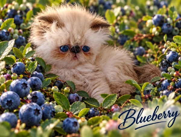 Exotic Shorthair  | Foto 3
