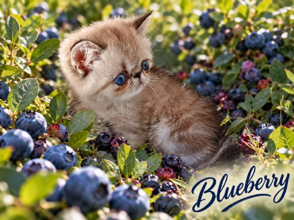 Exotic Shorthair  | Foto 0
