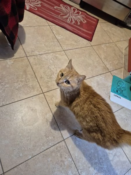 Regalo una gatta di 13 anni