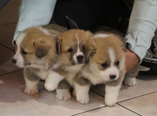Adorabili cuccioli di welsh corgi pembroke | Foto 2