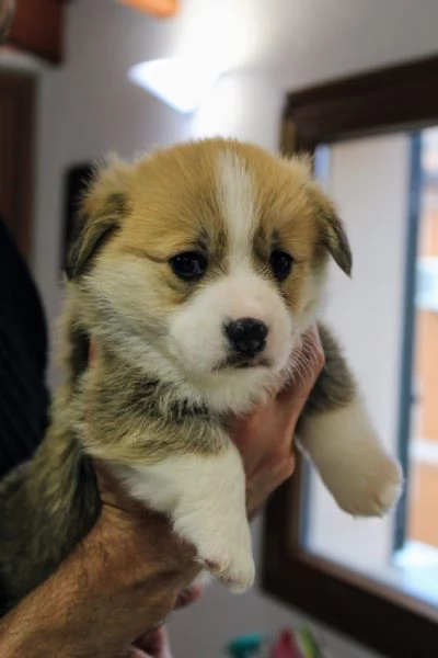 Adorabili cuccioli di welsh corgi pembroke | Foto 1