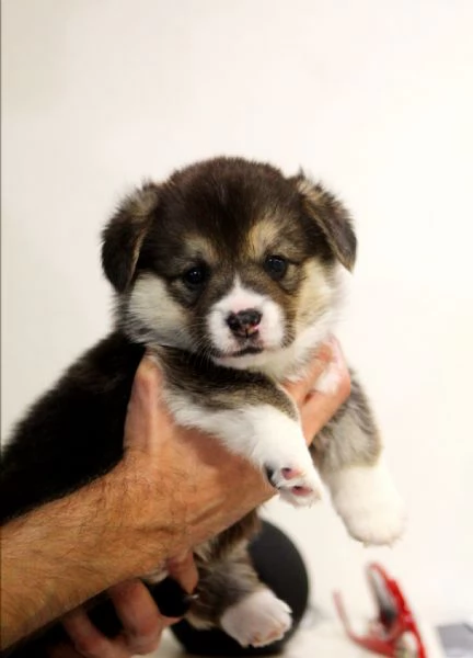 Adorabili cuccioli di welsh corgi pembroke | Foto 0