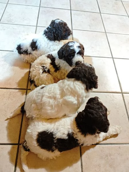 Cuccioli di Lagotto Romagnolo | Foto 1
