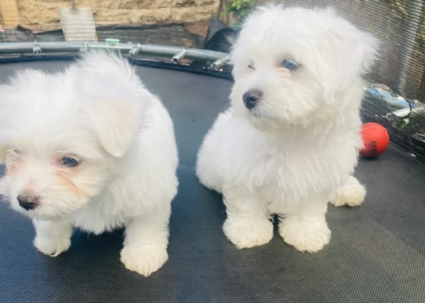 Cuccioli di Maltese toy di razza pura in adozione | Foto 2