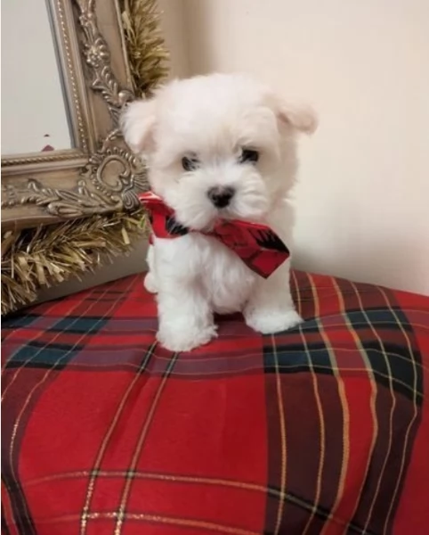 Cuccioli di Maltese toy di razza pura in adozione | Foto 4