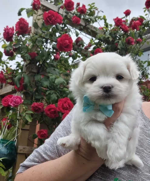 Cuccioli di Maltese toy di razza pura in adozione | Foto 1