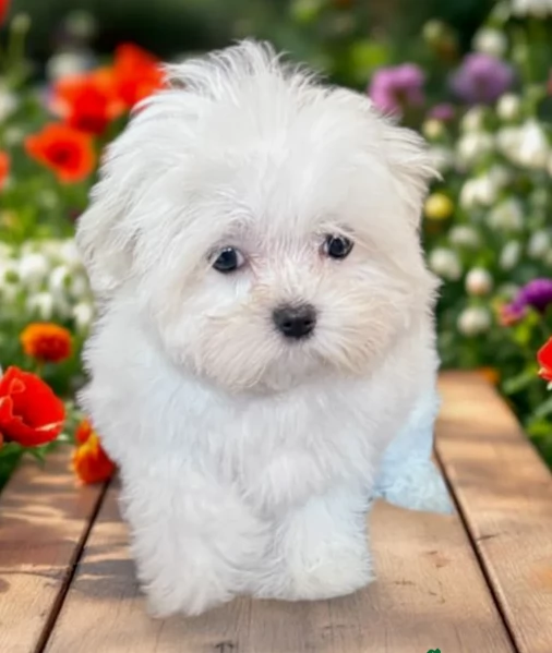 Cuccioli di Maltese toy di razza pura in adozione | Foto 4
