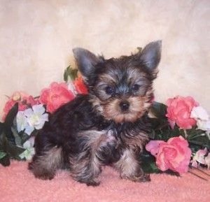 Cuccioli di Yorkie disponibili per essere adottati.