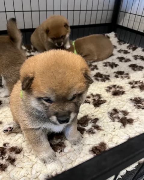 regalo cuccioli di Shiha Inu per adozione | Foto 1